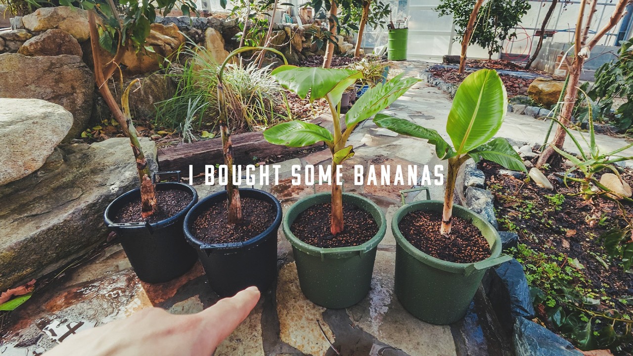 バナナ買った！