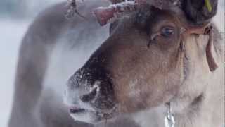 preview picture of video 'Reindeer ride in Levi, Finnish Lapland - reindeer safari in Finland'