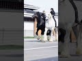 Big Horse Ride