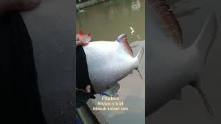 Download lagu Pita biru Nissan x trial masuk sob di kolam galatama bakti leyangan mp3 Download lagu Pita biru Nissan x trial masuk sob di kolam galatama bakti leyangan mp3
