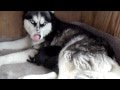 Zoey 1/4 alaskan malamute 3/4 siberian husky - day ...