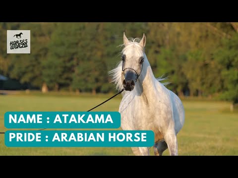 Arabian Horse ATAKAMA - Empire x Atma
