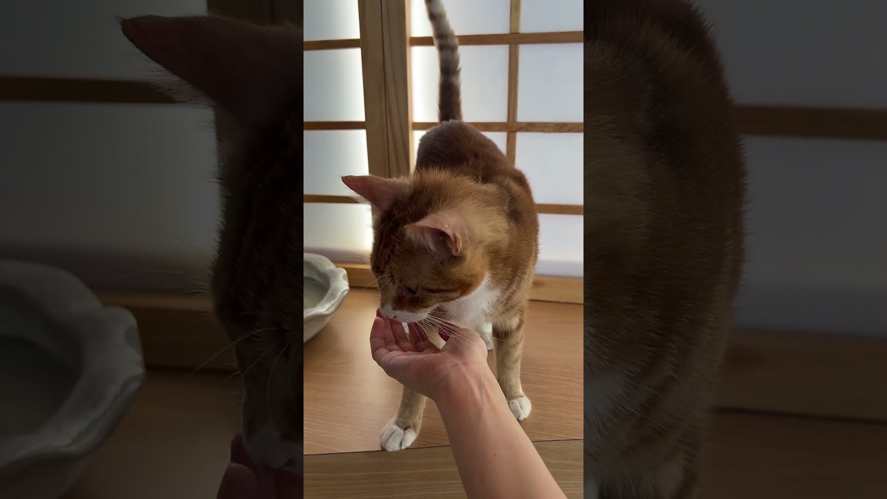 Enlarge Gemini, a Adoptable Domestic Short Hair in New York, NY video 2/6