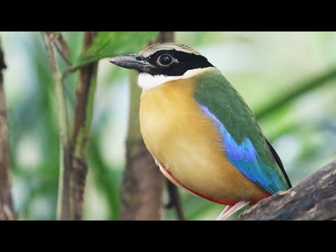 Pita modrokrídla (Pitta moluccensis) — biotop a pohyb
