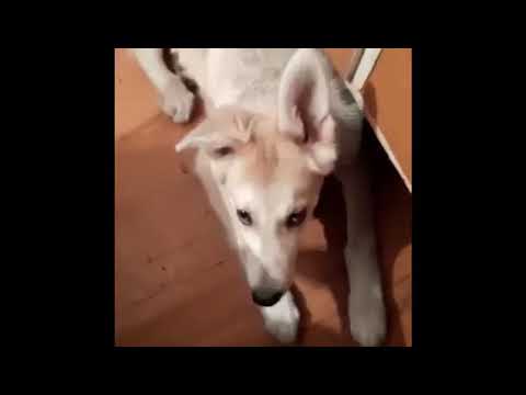 ВИДЕОФАКТ: Собака Бартон, которая научилась говорить «Мама»