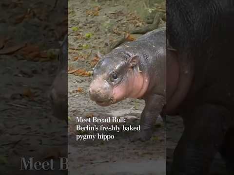 Meet Bread Roll: Berlin's freshly baked pygmy hippo