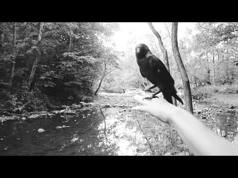 Kartky - Shadowplay: Chapter I