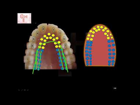 13 -The Articulation point of letter Daad ض makharij