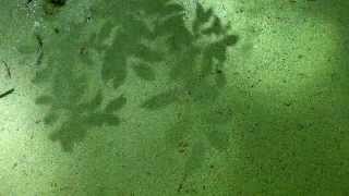 Seed dropped in duckweed