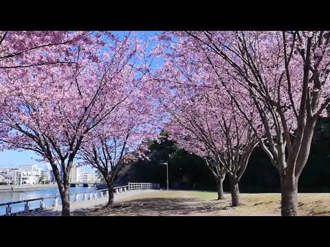 徳島中央公園・蜂須賀桜／Tokushima Central Park,Hachisuka zakura