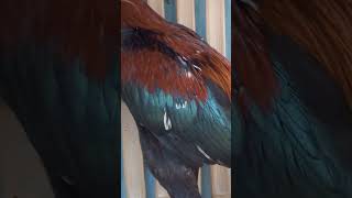 Download lagu Ayam joget mp3