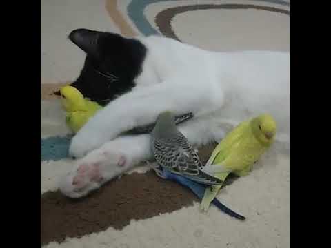 Nanmayal kazhiyenda verdanallo song status