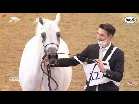 N 127 SHAHRAZAD AL WAAB   6th Qatar Nat  Arabian Peninsula HS for individual Owners   Mares 4 6 Year