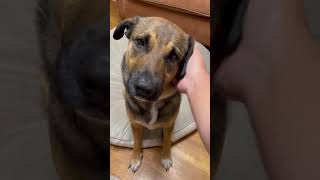 甘え上手な”犬系女子“？😂 How to beg for more...#shorts #dog #犬