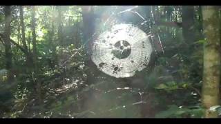 Awake in the Wilderness