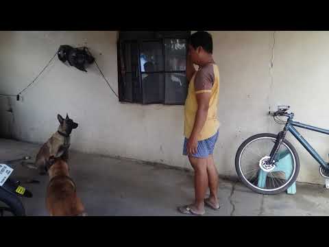 Jaima d' BELGIAN MALINOIS of Batalion des Victor Kennel