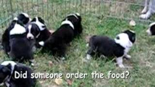 Border Collie Puppies at 3 weeks old