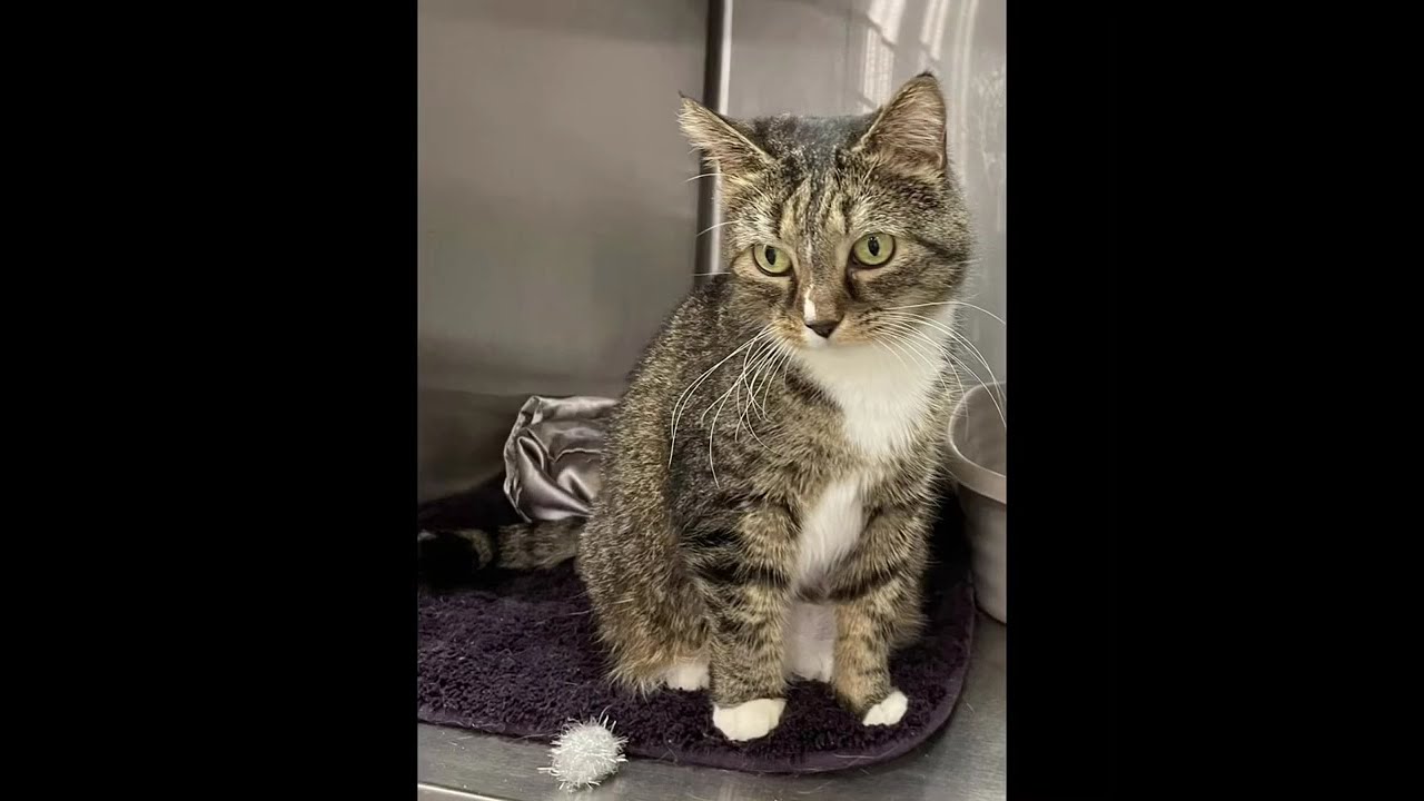 Mini Me, an adoptable mixed breed in Greensburg, PA video 6/6
