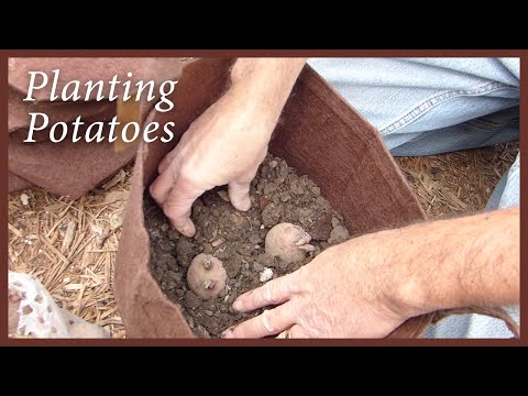 Planting Potatoes: It's Fabric Pots for me! Video