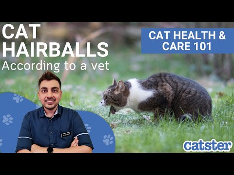 Cat Hairballs: Everything You Must Know