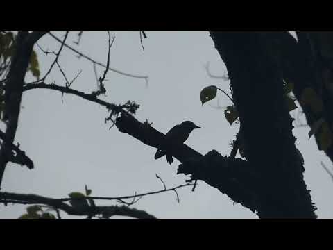 sparrows, phoebes, and bluebirds (HD)