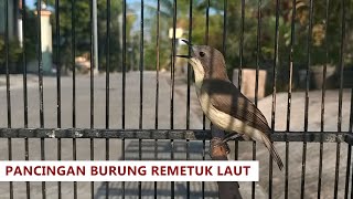 Download lagu Suara Asli Burung REMETUK LAUT / SIUR Jantan FULL GACOR Nyiul MERDU | Sukses pinjaman online Adakami mp3 Download lagu Suara Asli Burung REMETUK LAUT / SIUR Jantan FULL GACOR Nyiul MERDU | Sukses pinjaman online Adakami mp3