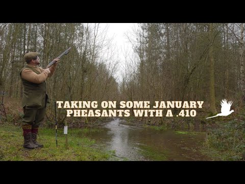 Pheasant Shooting With A .410 | Wing Shooting With A .410 | Driven Game Shooting in January