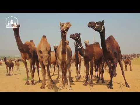 Rregullat e Kurbanit