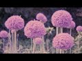 Benoît Pioulard - Steeples Writhe