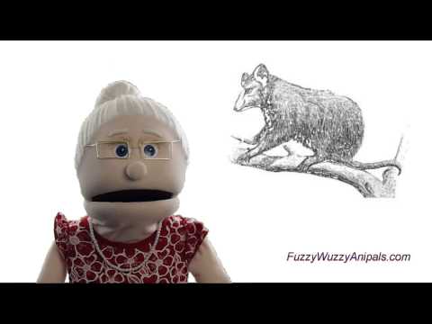 什麼是玩負鼠？動物知識 (What Is Playing Possum? Animal Facts)