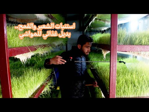 حل مبتكر ورخيص يساهم في تأمين الأعلاف للمواشي