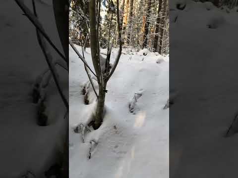 Walking in a Finnish forest 6.1.2022 part 1