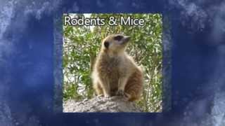 preview picture of video 'Rodent Control Fresno CA 93727 Mice Rat Removal'