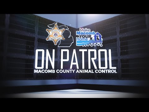 download lagu mp3 mp4 Macomb County Animal Control, download lagu Macomb County Animal Control gratis, unduh video klip Macomb County Animal Control