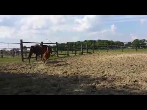 Hengst von Vitalis x Werther *2016