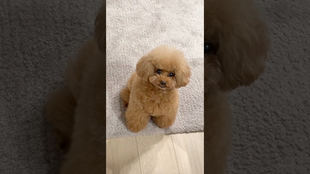 そんな目で見ないで〜👁️😅#dog