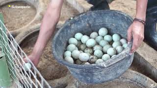 Download lagu HOW TO RAISE LAYING DUCKS FOR BEGINNERS! PROFITS REACH 445% mp3