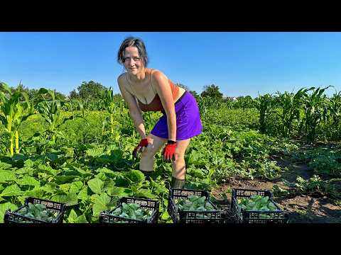My wife collects and pickles cucumbers according to an old family recipe. Life in the countryside