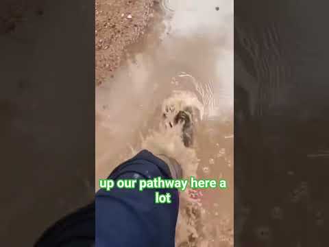 Desert Puddle Dynamics: Arid Water Management Insights