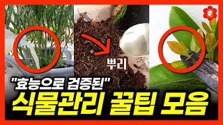 [귀찮으면 여기서 딱 하나만 따라해보세요, 식물이 너무나 쉬워집니다