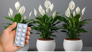 Just 1 pill makes so many flowers explode| Wonder Garden