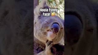 Download lagu Cute Koala Playing | Koala Funny Moments mp3