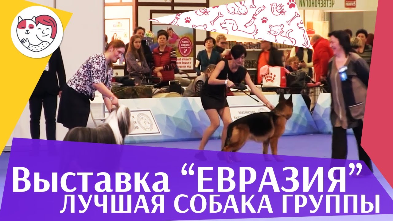 Лучшая собака 1 группы по классификации FCI 19 03 17 на Евразии ilikepet