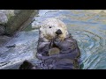 what does a sea otter eat