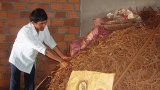 Nông dân Tây Nguyên khốn đốn vì người TQ lừa mua rễ tiêu