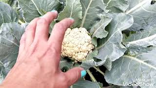 PAANO MAGTANIM NG CAULIFLOWER @bilocanokami1292