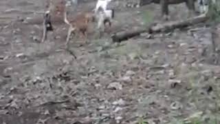 Download lagu Pemandang adu segit babi lawan anjing tapi sayang anjing nya patah 1 ekor mp3 Download lagu Pemandang adu segit babi lawan anjing tapi sayang anjing nya patah 1 ekor mp3