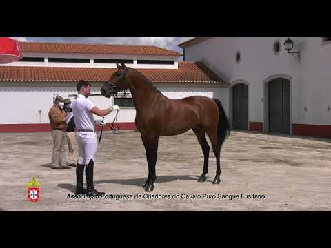 7 Nobre do Olival por João Pedro Rosa