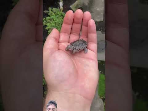 wild animals 😱🤢 viral video#viralvideo #shortvideo #facts