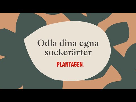 Odla dina egna sockerärter